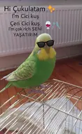 bird budgie cicikus // 729x1200 // 130KB