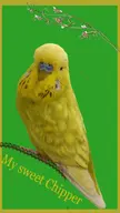 bird budgie // 463x824 // 279KB