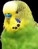 budgie // 551x714 // 510KB