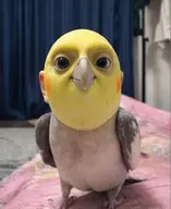 bird budgie meta:ai_generated // 419x512 // 279KB