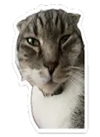 cat character:copiums_cat transparent // 1129x1543 // 1.0MB