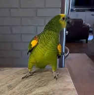 bird // 389x394 // 17KB