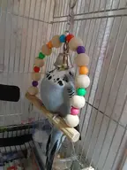 bird budgie // 316x420 // 228KB