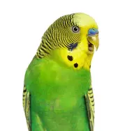bird budgie // 408x399 // 47KB