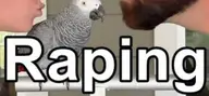 african_grey_parrot bird // 1024x475 // 50KB