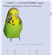 bird budgie // 1440x1516 // 1.2MB