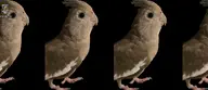 bird character:eve cockatiel // 1026x442 // 106KB