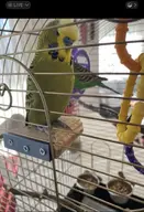 budgie // 1093x1600 // 199KB