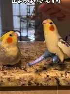 bird cockatiel // 270x359 // 202KB