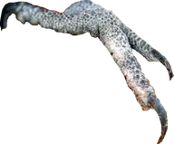 bird foot transparent // 553x458 // 156KB