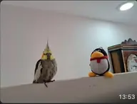 bird character:migration cockatiel // 1024x783 // 38KB