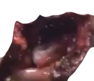 gore transparent // 350x305 // 97KB