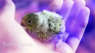 baby bird budgie // 1280x720 // 763KB