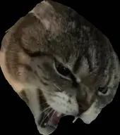 cat character:copiums_cat // 615x693 // 26KB