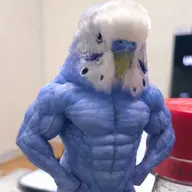 bird budgie // 1024x1024 // 743KB