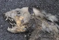 gore // 900x604 // 211KB