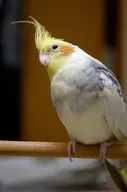 bird cockatiel // 451x680 // 276KB