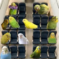 bird budgie // 680x680 // 87KB