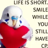 bird budgie // 698x698 // 352KB