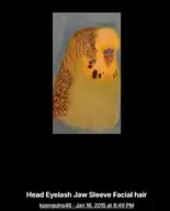 bird budgie character:norbert_thomas // 394x487 // 81KB