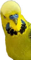 bird budgie // 359x699 // 245KB