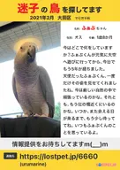 african_grey_parrot bird // 1450x2048 // 2.2MB