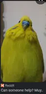 budgie help // 173x353 // 57KB