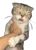 cat character:copium48 character:copiums_cat transparent // 426x586 // 238KB