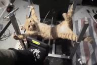 Cat cat_gore Gore // 600x400 // 6.9MB