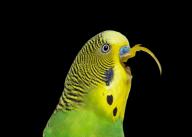 budgie weird // 2100x1500 // 1.4MB