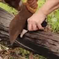 1b9p Dog Gore // 288x288 // 6.7MB